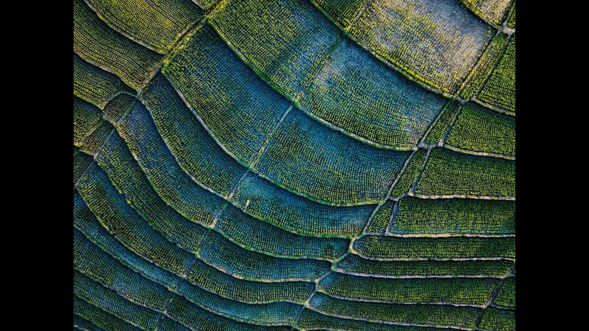 Exploring the Jatiluwih Rice Terraces: A Journey Through Bali's Scenic Landscapes