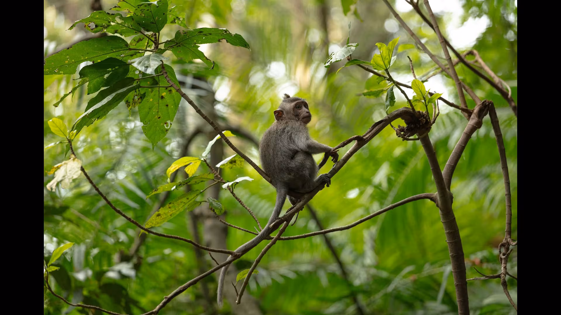 Exploring Bali’s Temples by Night: A Mystical Journey