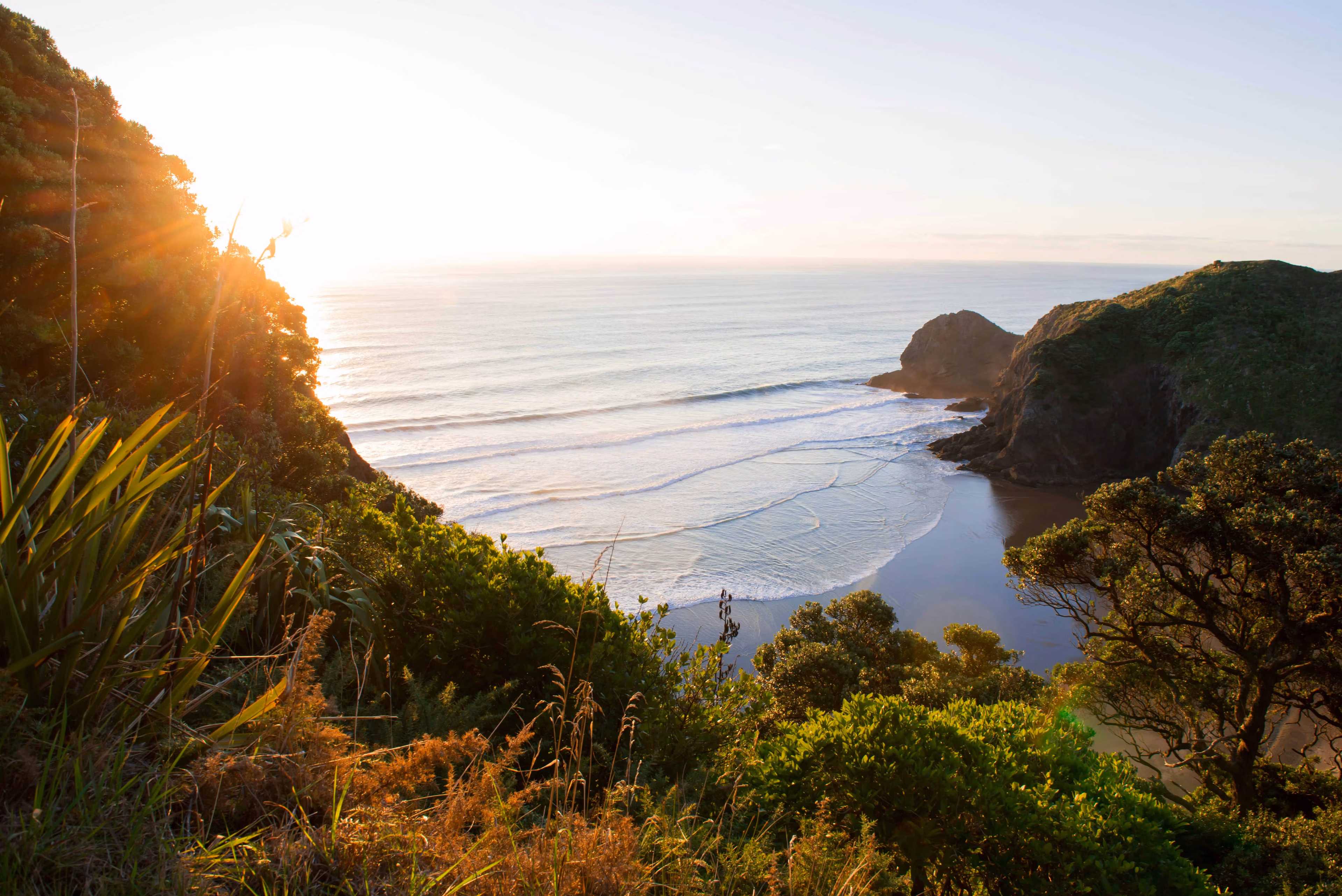 Exploring the Ancient Forests of New Zealand: A Nature Lover's Guide